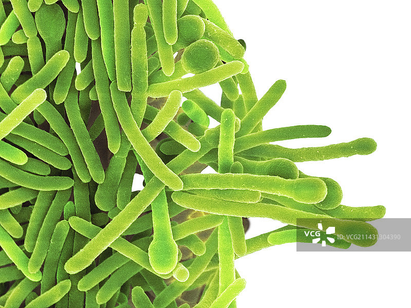 植物发酵梭菌（扫描电镜）图片素材