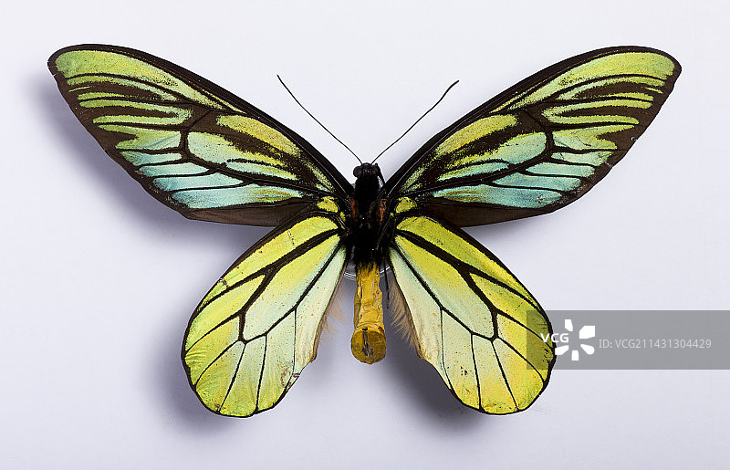 亚历山德拉皇后鸟翼凤蝶图片素材