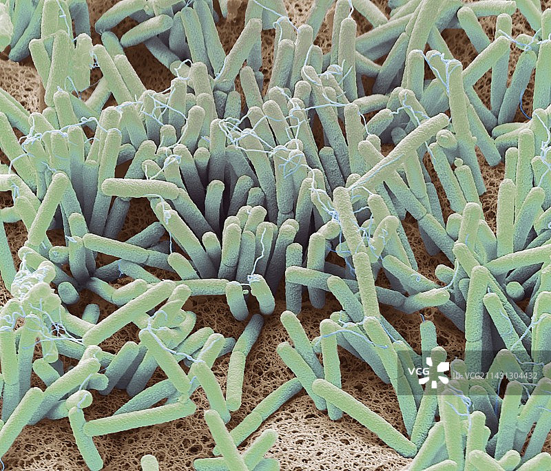 阴茎细菌，扫描电子显微镜图片素材