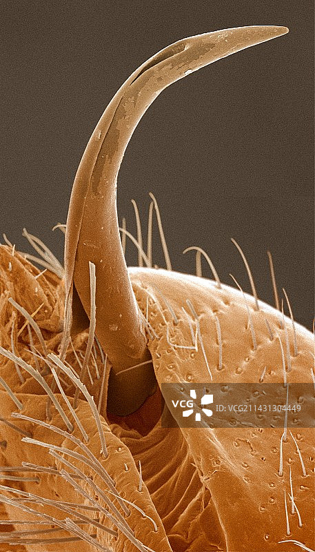臭虫阴茎扫描电镜图图片素材