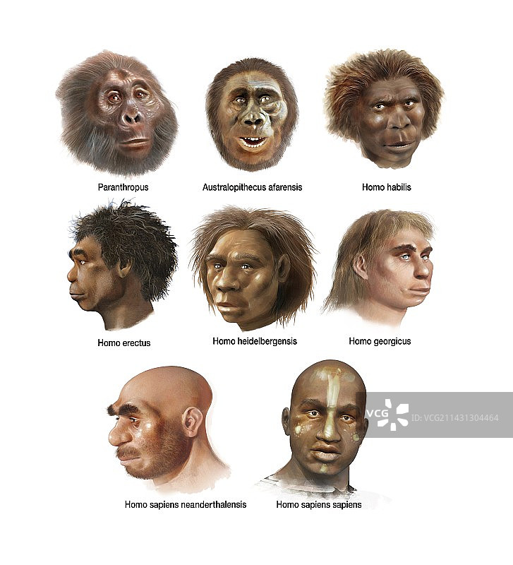 人类进化，艺术作品图片素材