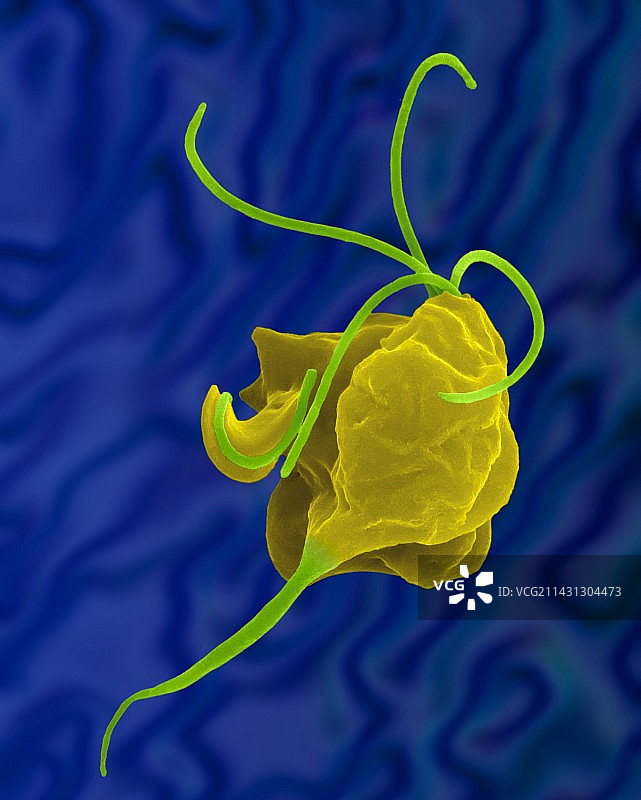 阴道毛滴虫寄生性原虫（扫描电镜）图片素材