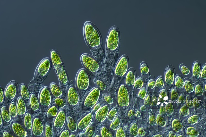 四胞藻绿藻显微照片图片素材