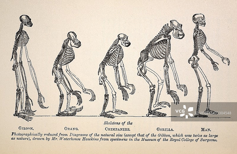 1863年赫胥黎《从猿到人》进化论图片素材