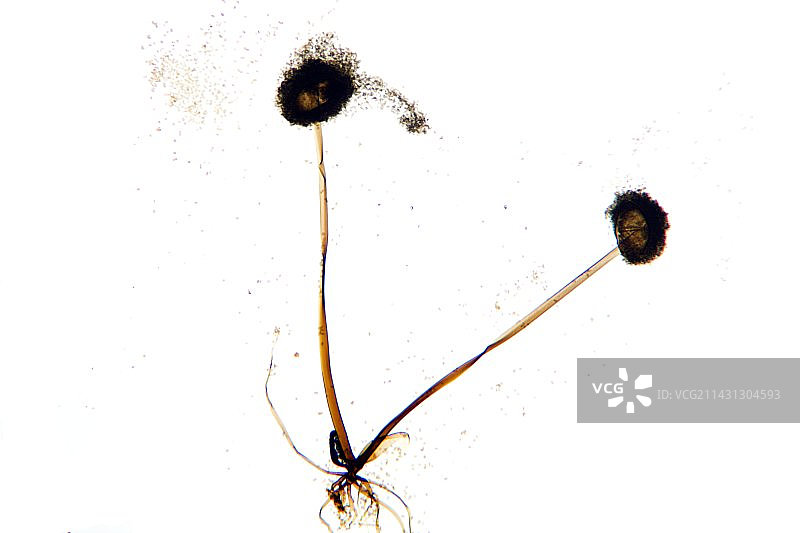 霉菌子实体，光学显微照片图片素材