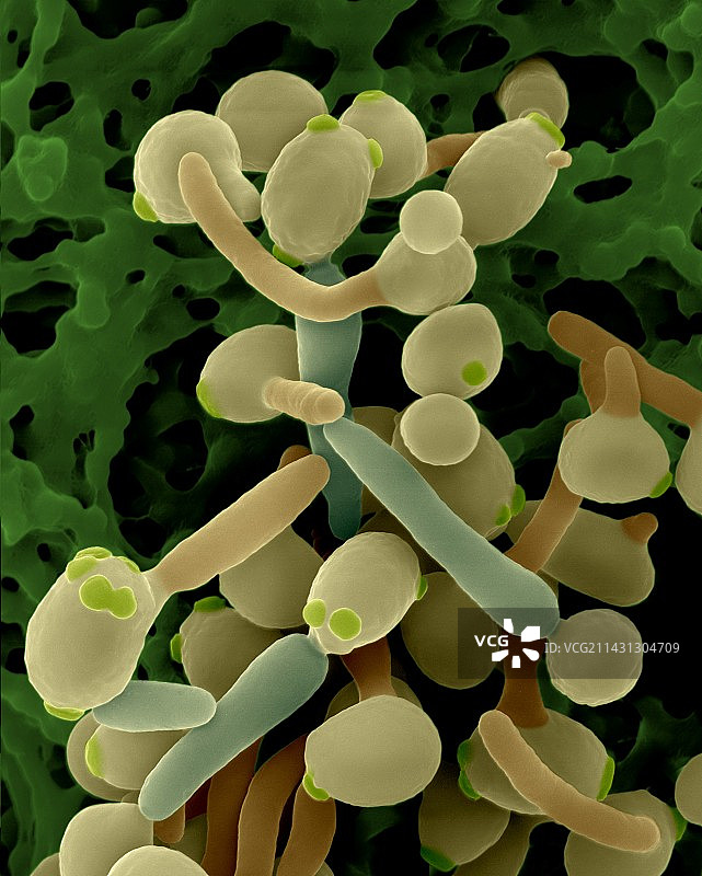 白色念珠菌酵母和新菌丝阶段的扫描电镜图图片素材