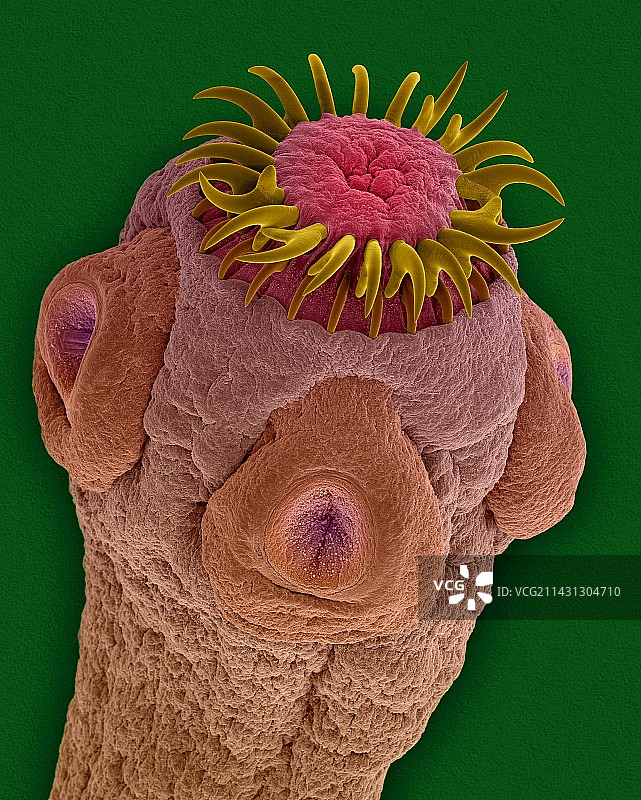 哺乳动物肠道绦虫扫描电镜图图片素材