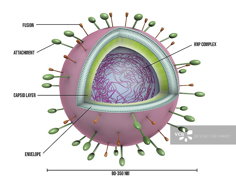 呼吸道合胞病毒颗粒插图图片素材