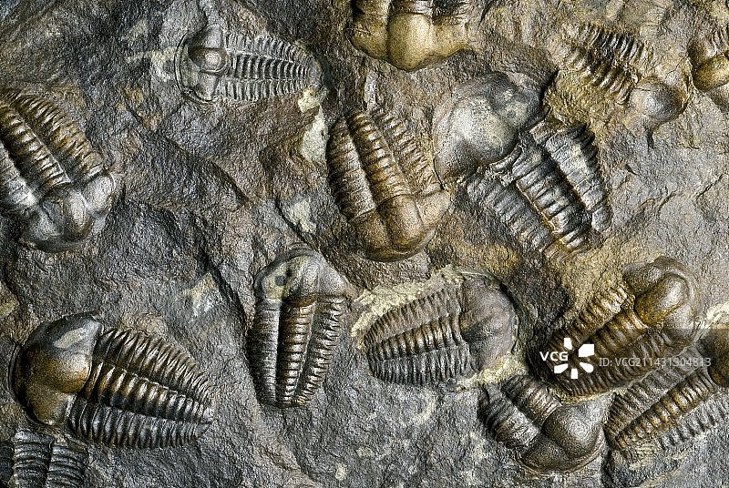 三叶虫化石图片素材