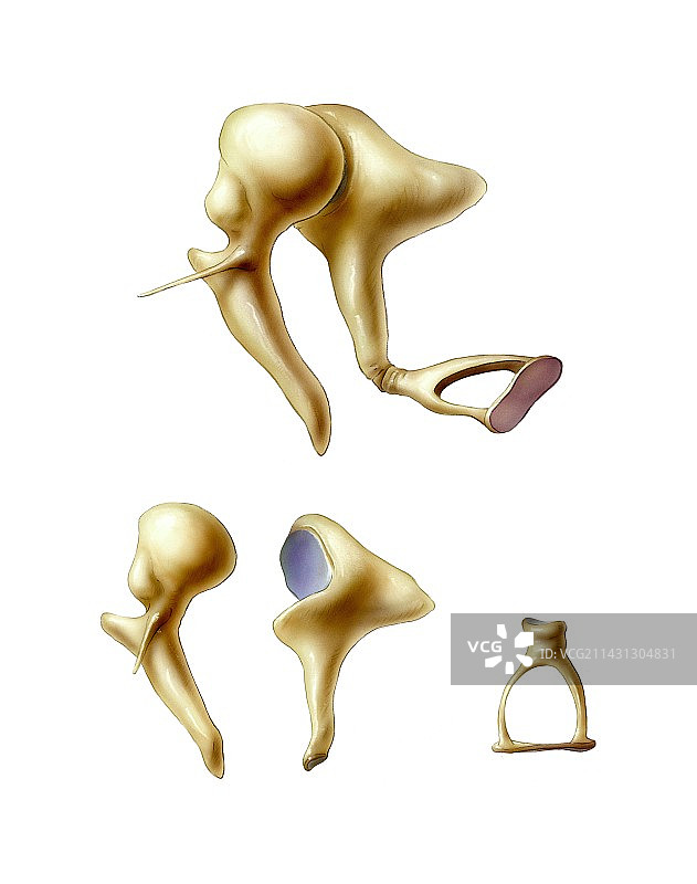 中耳骨骼图片素材