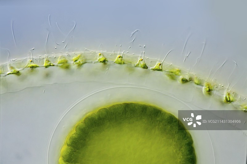 球状群体绿藻图片素材