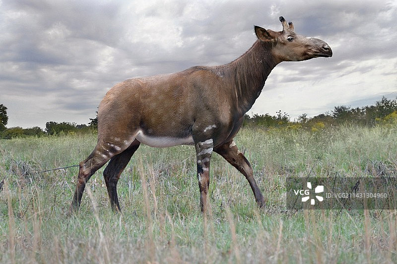 萨摩麟史前长颈鹿插图图片素材