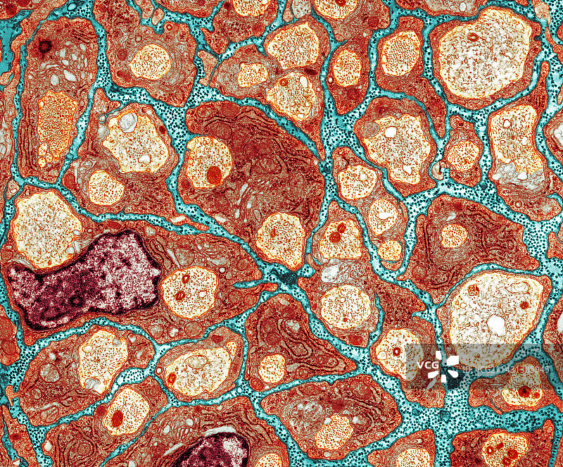 神经纤维的髓鞘形成，TEM图片素材