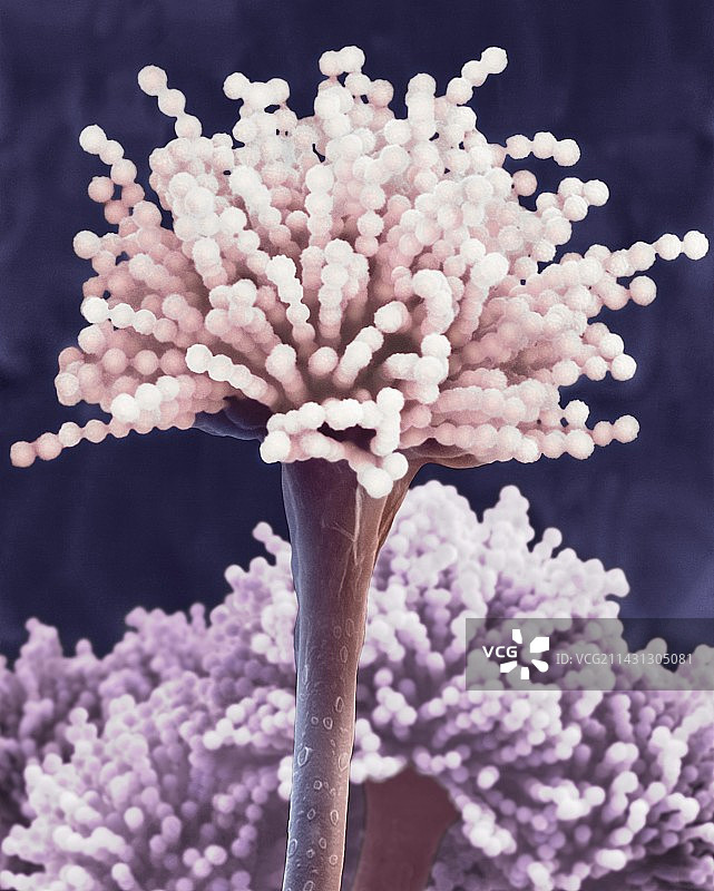 杂色曲霉菌，扫描电镜图片素材