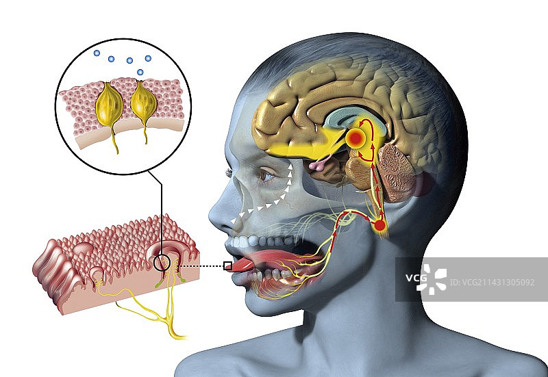 味觉和嗅觉生理机制图示图片素材