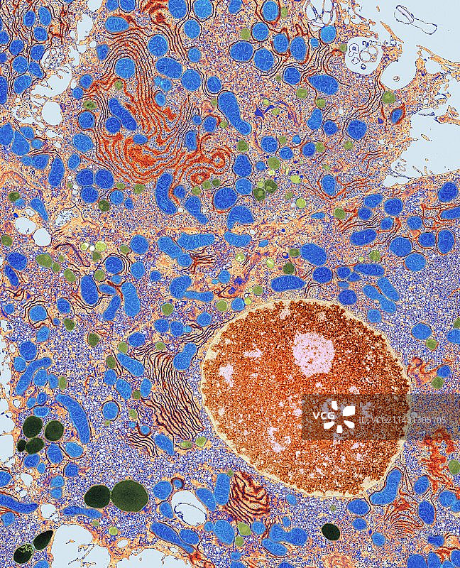 肝细胞透射电镜图图片素材
