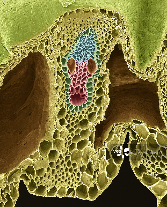草茎扫描电镜图图片素材