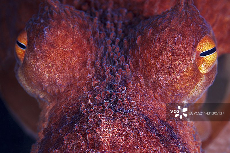 章鱼的眼睛图片素材