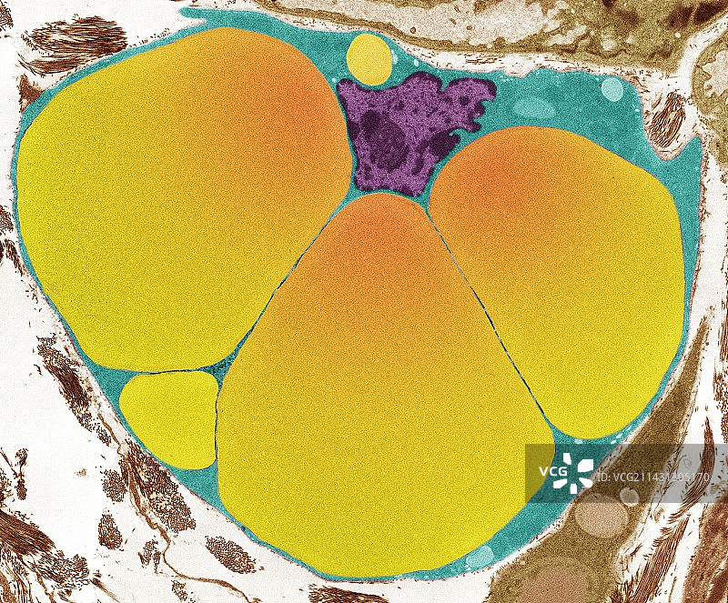 脂肪细胞，透射电镜图片素材