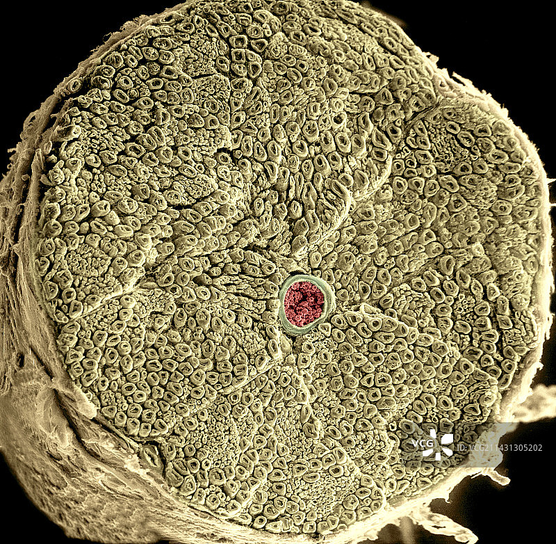 人类脊神经扫描电镜图图片素材