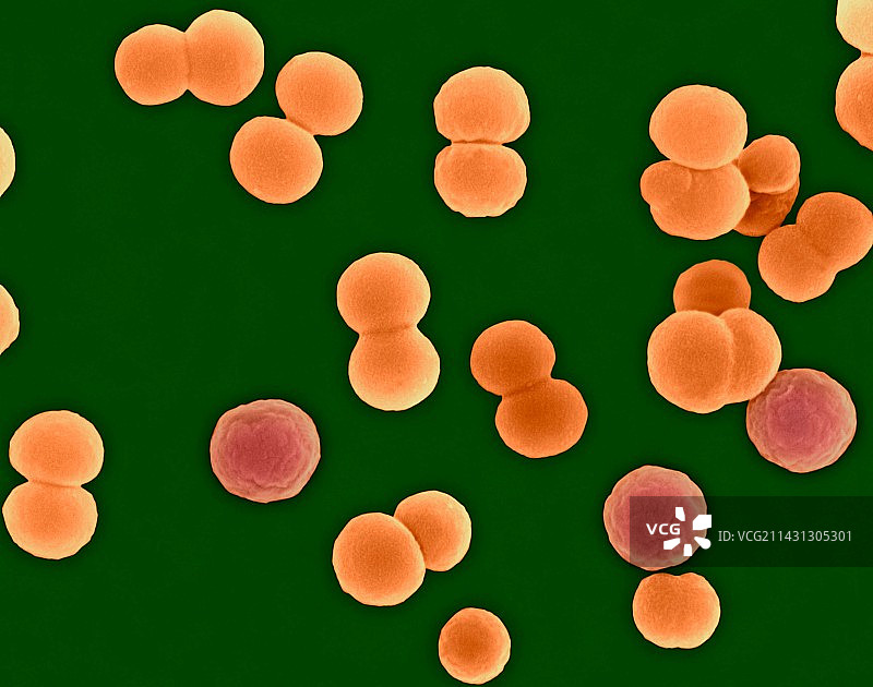 脑膜炎奈瑟菌，球菌原核生物，扫描电子显微镜图片素材