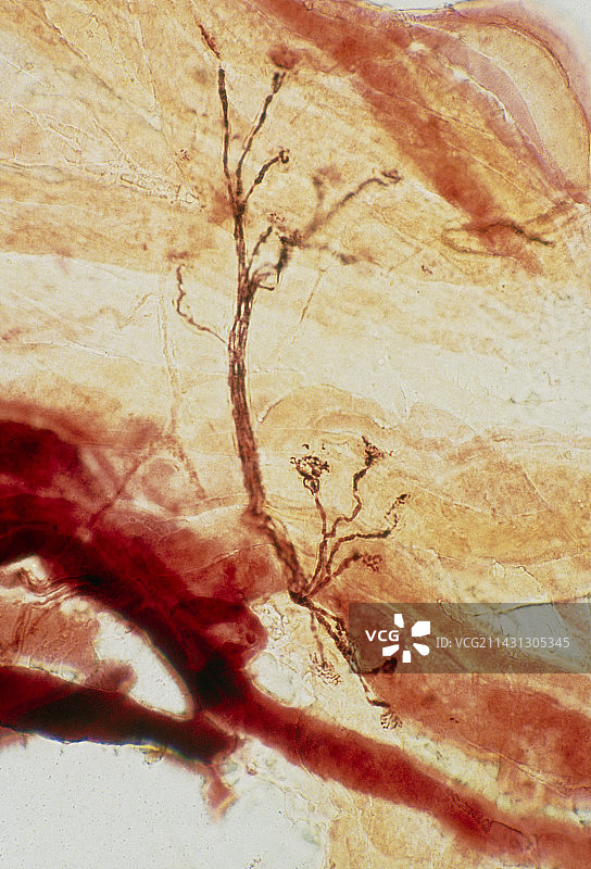 神经肌肉接头光学显微照片图片素材