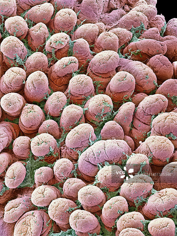 肠道内壁扫描电镜图图片素材