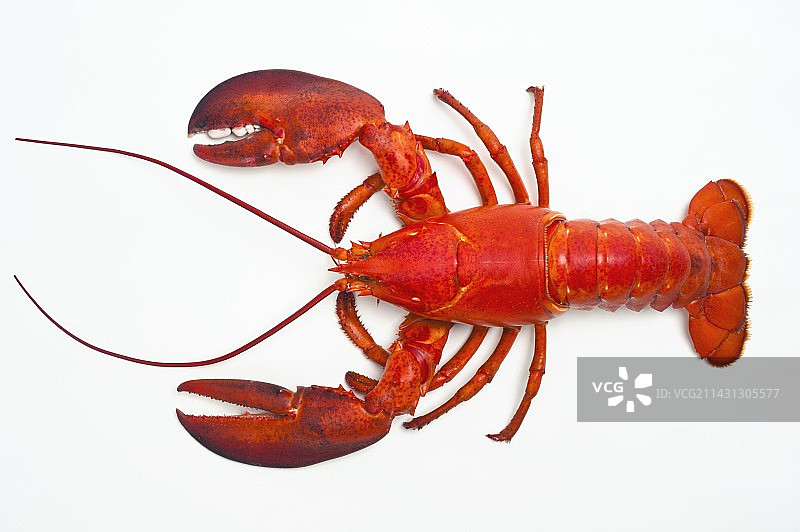 大西洋龙虾图片素材