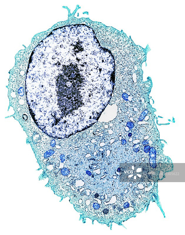 动物细胞，透射电镜图片素材