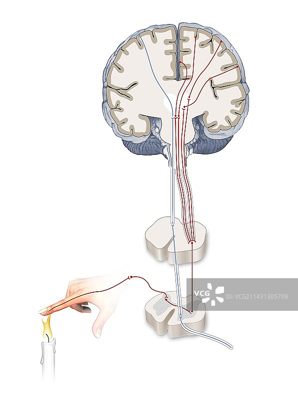 疼痛通路，艺术作品图片素材