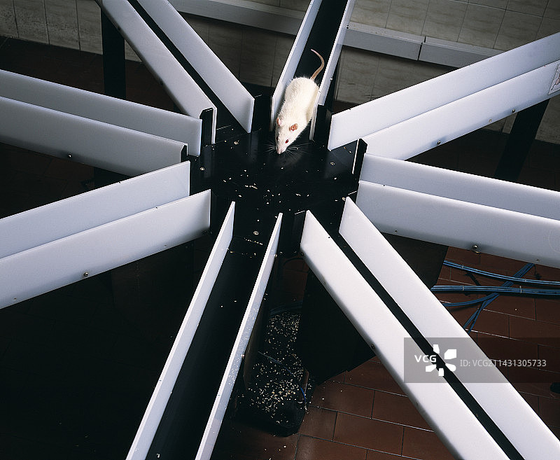 迷宫中的老鼠图片素材