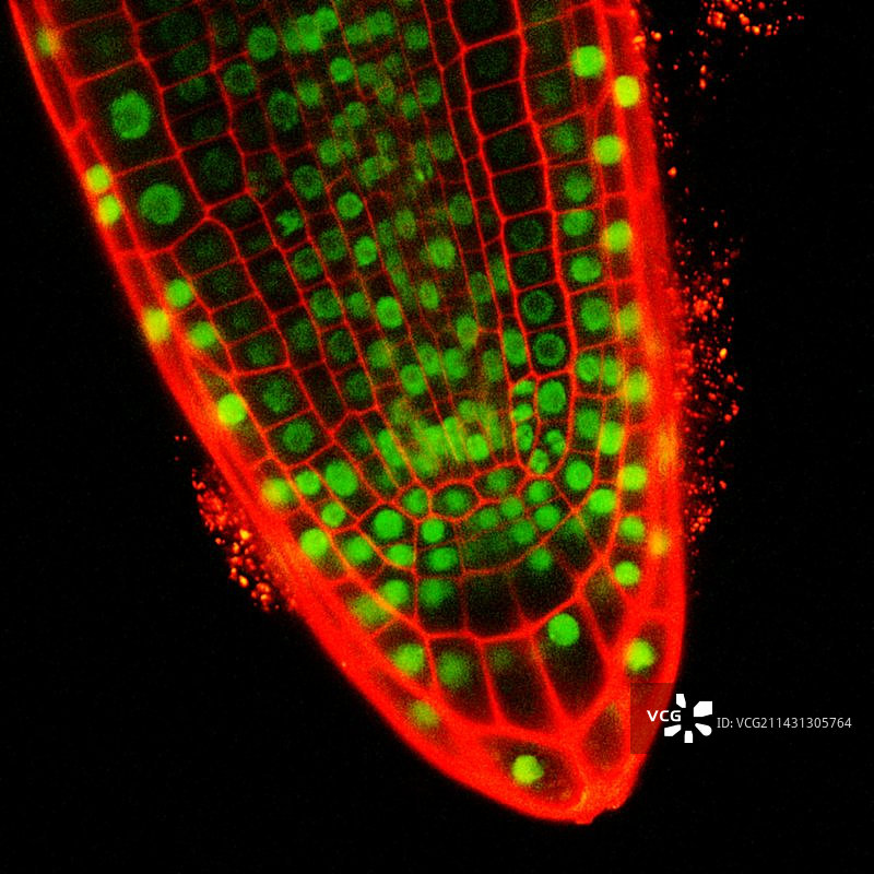 根尖显微照片图片素材
