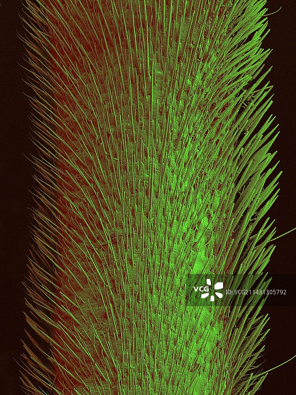 水黾腿部扫描电镜图图片素材