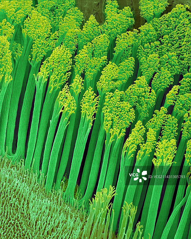 壁虎脚毛（半蹼壁虎），扫描电镜图片素材