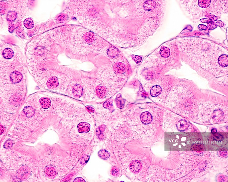 近端肾小管，光学显微照片图片素材