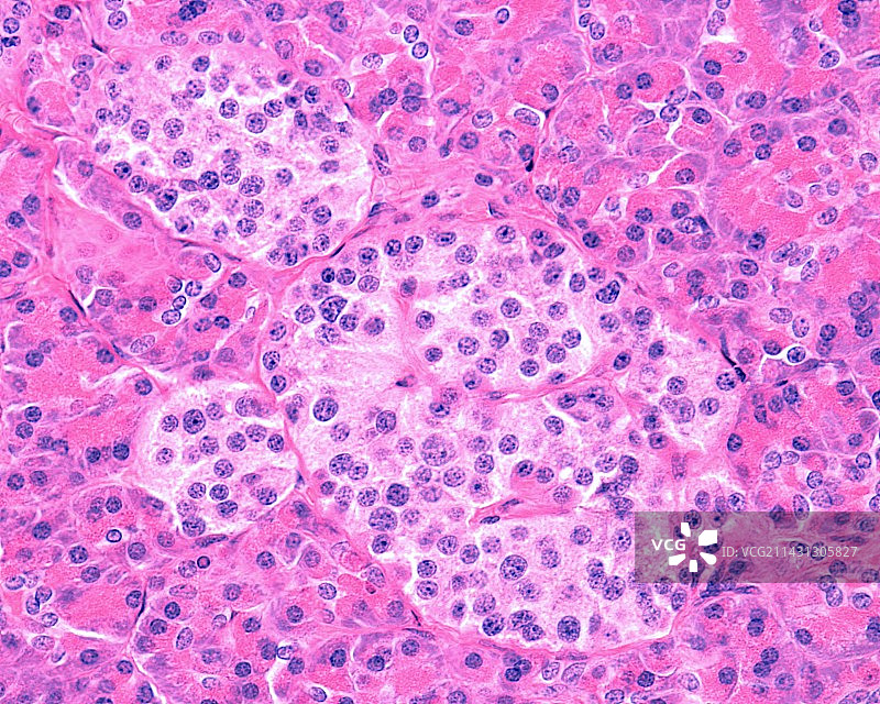 朗格汉斯岛显微照片图片素材