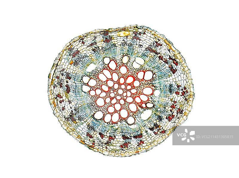 田豌豆根部显微照片图片素材