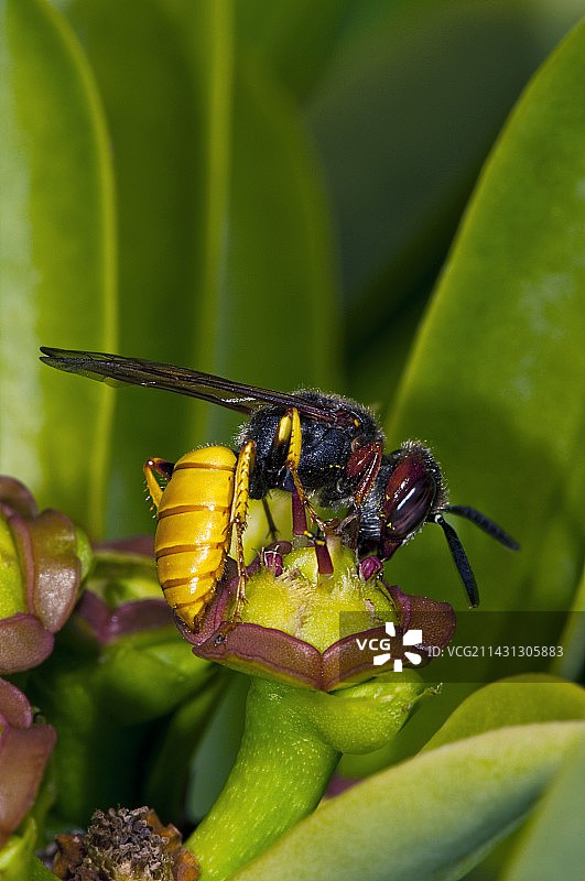 欧洲食蜂胡蜂图片素材