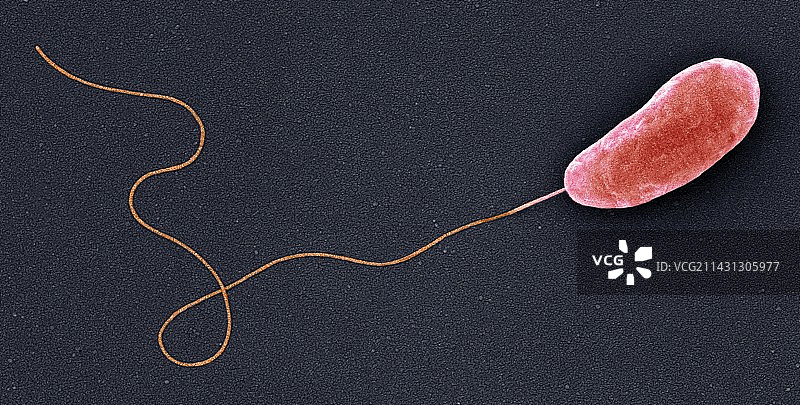 大肠杆菌，扫描电子显微镜图片素材