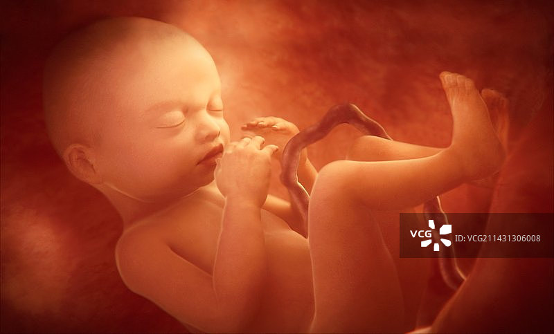 子宫内的人类胎儿，艺术作品图片素材