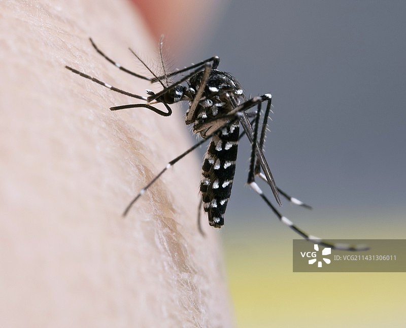 正在吸食的亚洲虎蚊雌蚊图片素材