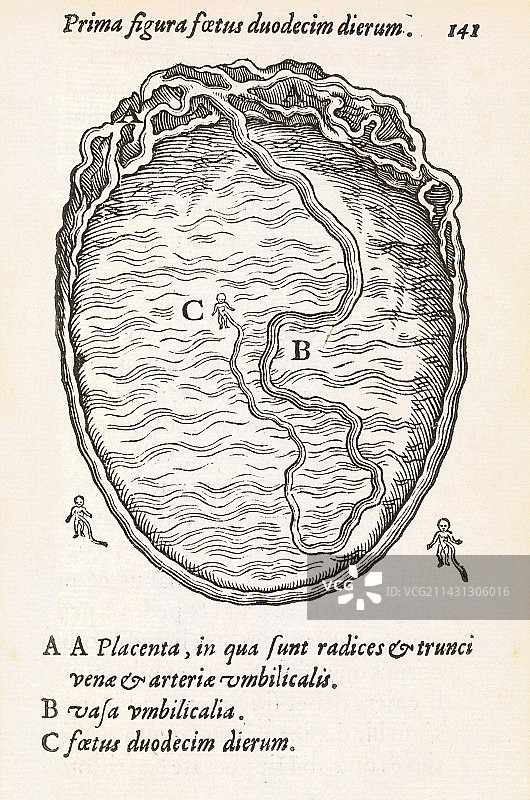 16世纪的子宫和胚胎图片素材