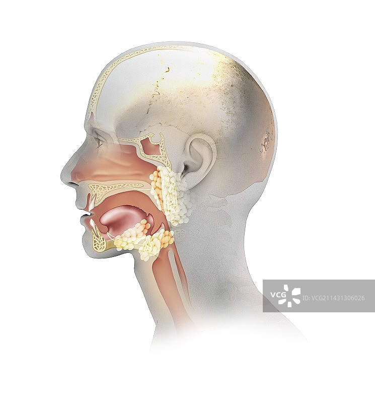 上呼吸道示意图图片素材