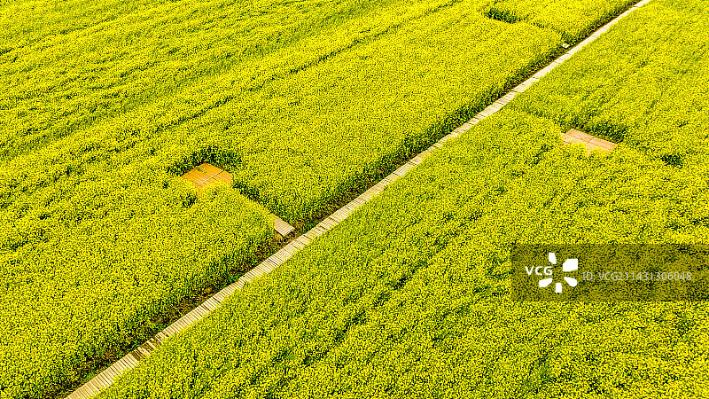 湖北武汉蔡甸消泗油菜花海里的木栈桥图片素材