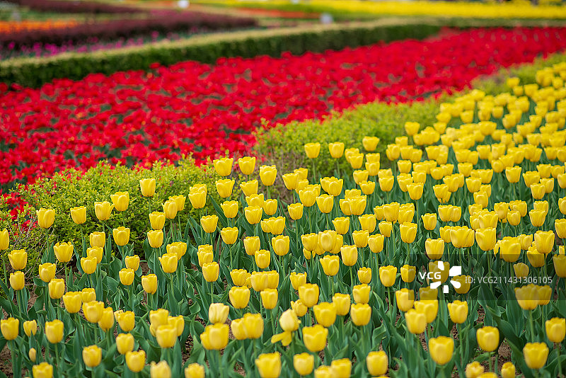 国际鲜花港绽放在大片的郁金香图片素材