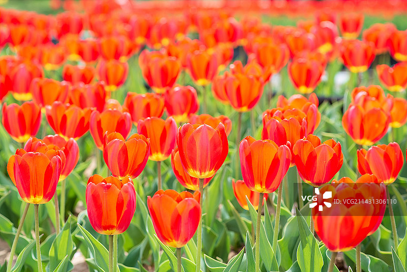 田野里红色郁金香的特写镜头图片素材