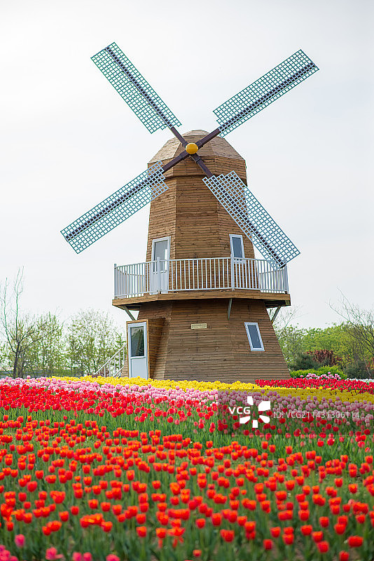 北京国际鲜花港里的郁金香和风车图片素材