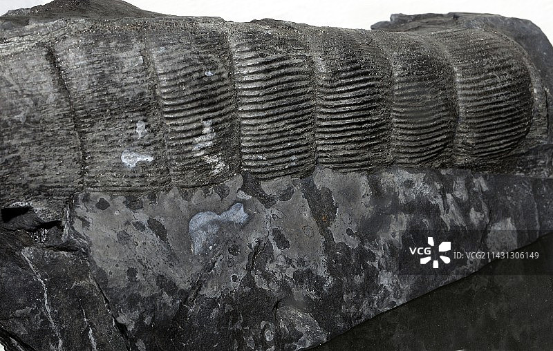 楔叶芦木化石图片素材