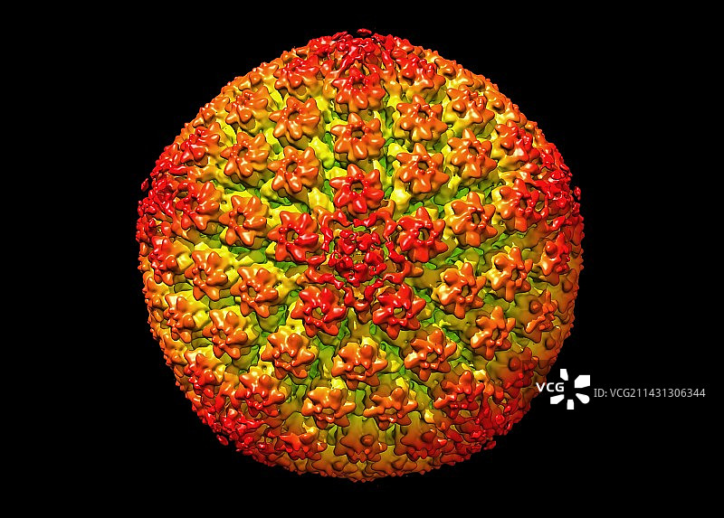 单纯疱疹病毒分子模型图片素材