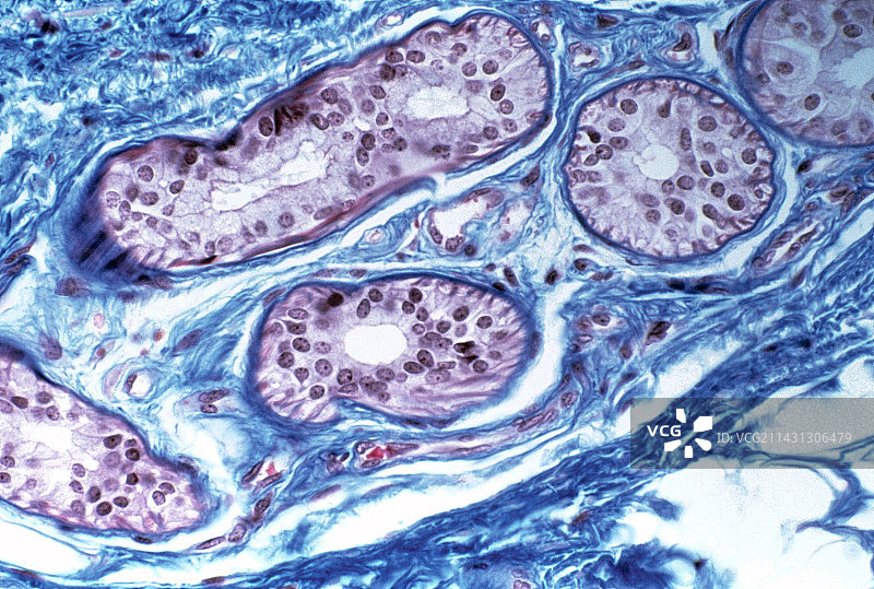 皮肤中的汗腺图片素材